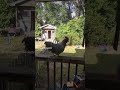 Scratch isn't Social #crazycoopchickens