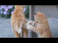 【人気の猫写真 2022年9月】NEKOくらぶ Sep/2022 ~ネコ好きはヤメラレナイ~