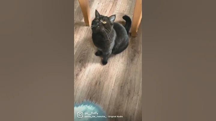 Video 10607161: british shorthair chocolate, britishshorthair catlover