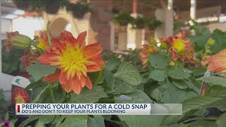 Abilene garden owner shares tips on how to prep plants for cold snaps