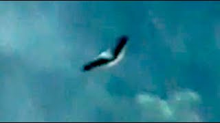 Black and white Hawk Eagle Spizaetus melanoleucus Elsteradler Aguila Viuda