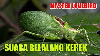 Master Burung Lovebird Isian Belalang Atau Walang Kerek Melatih Ngekek Durasi Panjang