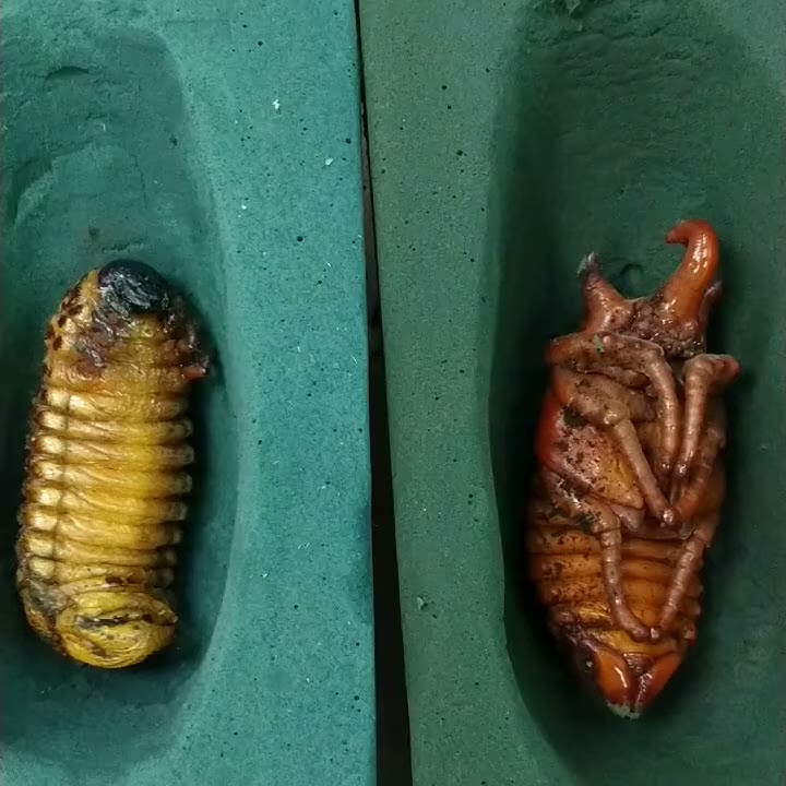 Download lagu Look Healthy Megasoma elephas pupa and prepupa