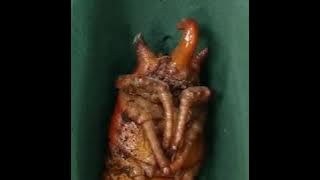 Download lagu Look Healthy Megasoma elephas pupa and prepupa