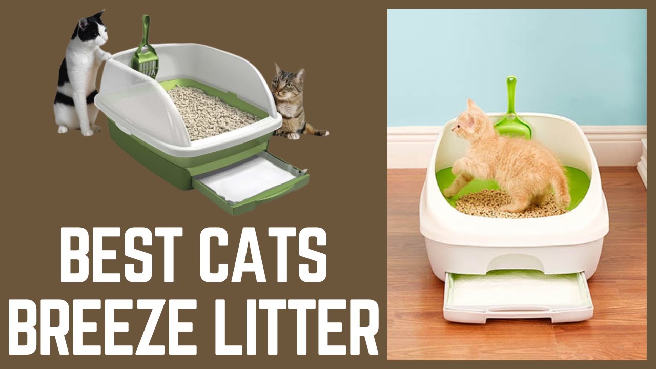 Best Cats Breeze Litter Review YouTube