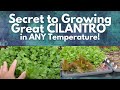 Secret to Growing Great Cilantro in Any Temperature - 90 degrees F