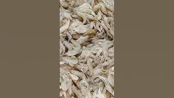 Mẹo làm sạch râu tép nhanh từ chiếc đũa