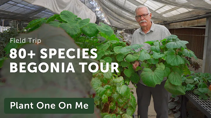 80+ BEGONIA SPECIES TOUR at Fort Worth Botanic Garden's Private Collection — Ep. 289 - DayDayNews