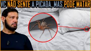 Aranha Marrom, a Mais Letal do Brasil