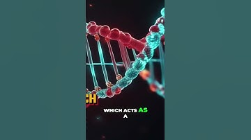 Does DNA Reveal Evidence of an Intelligent Designer?