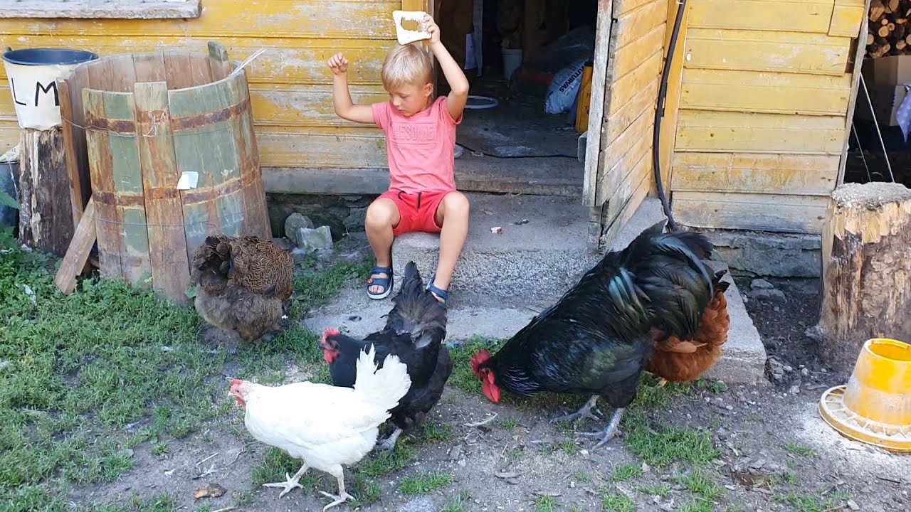 Hedon uudistas Pajuvärava talu loomi ja linde