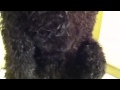 Poodle groom for jkl