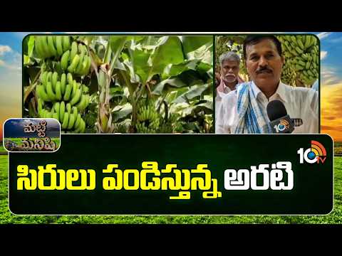 Banana Farming | Lucrative Crop for Farmers | సిరులు పండిస్తున్న అరటి | Matti Manishi | 10TV - 10TVNEWSTELUGU
