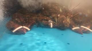 Canadian Snow Crab. Snow Crab (Chionoecetes opilio)