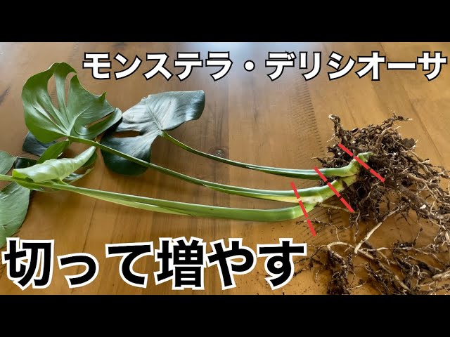 株分け モンステラ デリシオーサを切って増やす Monstera Deliciosa Propagation 観葉植物 Youtube