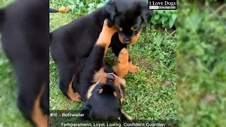 The 10 Best Guard Dog Breeds 🐶💖💘 by I Love Dogs 55 views 4 years ago 3 minutes, 21 seconds