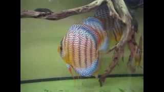 Download lagu Green Tefe x Red-Spotted F1