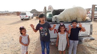 ميمي وشفا وليلى يتقابلون عند خروف العيد 