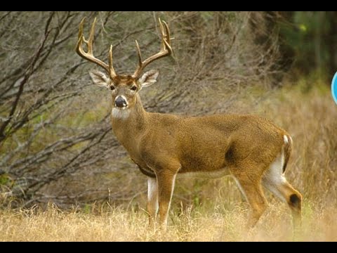 Buck Life Season 1 Episode 1 - 2Fer's deer hunting adventures - YouTube