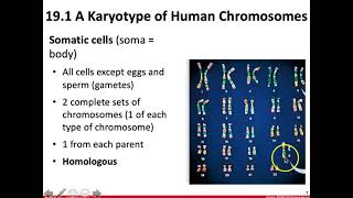 19.1 Patterns of Chromosomal Inheritance