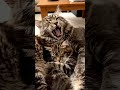 #cat #dothingsyoudontwanttodo #catvideos #cats #kitten #animation #funny #