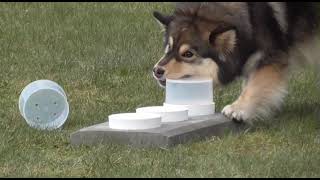 Finsk Lapphund Plymspireas Indra BPH by Carina Jonsson 326 views 2 years ago 20 minutes