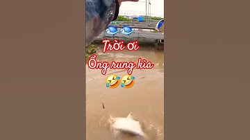 🐟Sả mô bin đi trời ơi trời ổng rung kìa 🤣🤣🤣🤣#shorts #fishing.