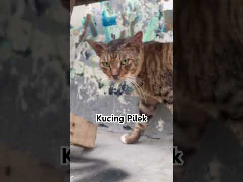 Kucing Pilek