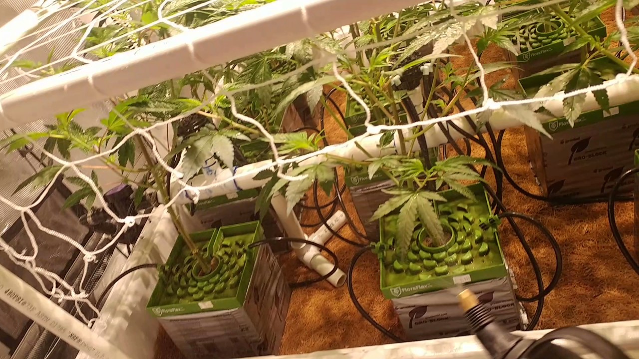 Foliar spraying the gorilla glue!