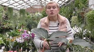 видео: Мединилла — уход в домашних условиях. картинка: Мединилла — уход в домашних условиях.