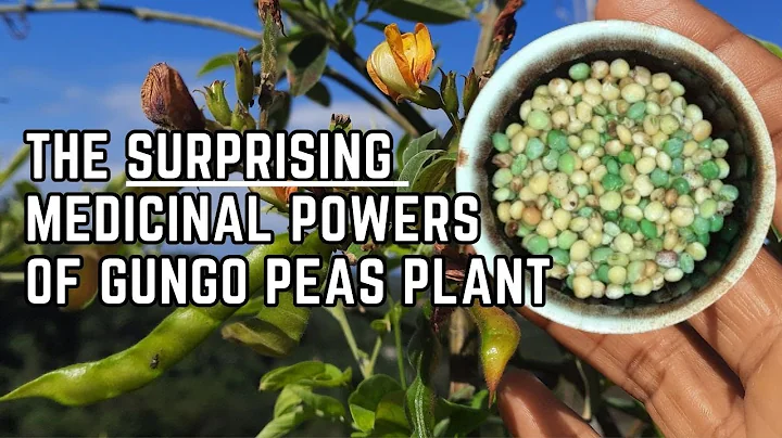 MEDICINAL USES of GUNGO PEAS (PIGEON PEAS) / Earth's Medicine