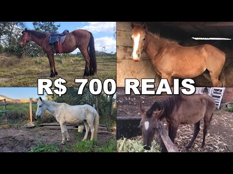 CAVALOS BARATOS A VENDA A PARTIR DE R$ 700