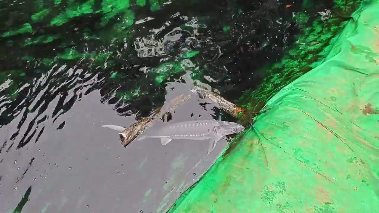 Cá tầm  Tây Bắc