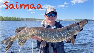 Saimaa. Большая и Малая Сайма. Рыбалка в Финляндии. Panoptix Livescope.