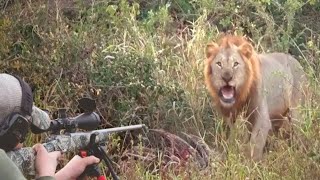 Best Of Lion Hunting Top Kill Shot Lion Compilation Ultimate Hunting Lion Killing Lion,