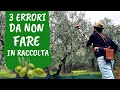 RACCOLTA OLIVE: tre errori da non fare per ottenere olio buono