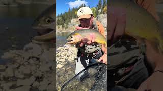 Yellowstone Fly Fishing Trip! #flyfishing #flyfisherman #troutfishing