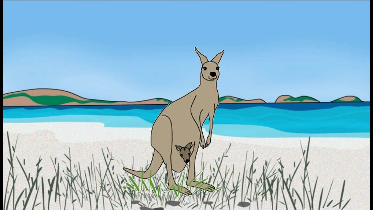 Kangaroo Birth Joey YouTube