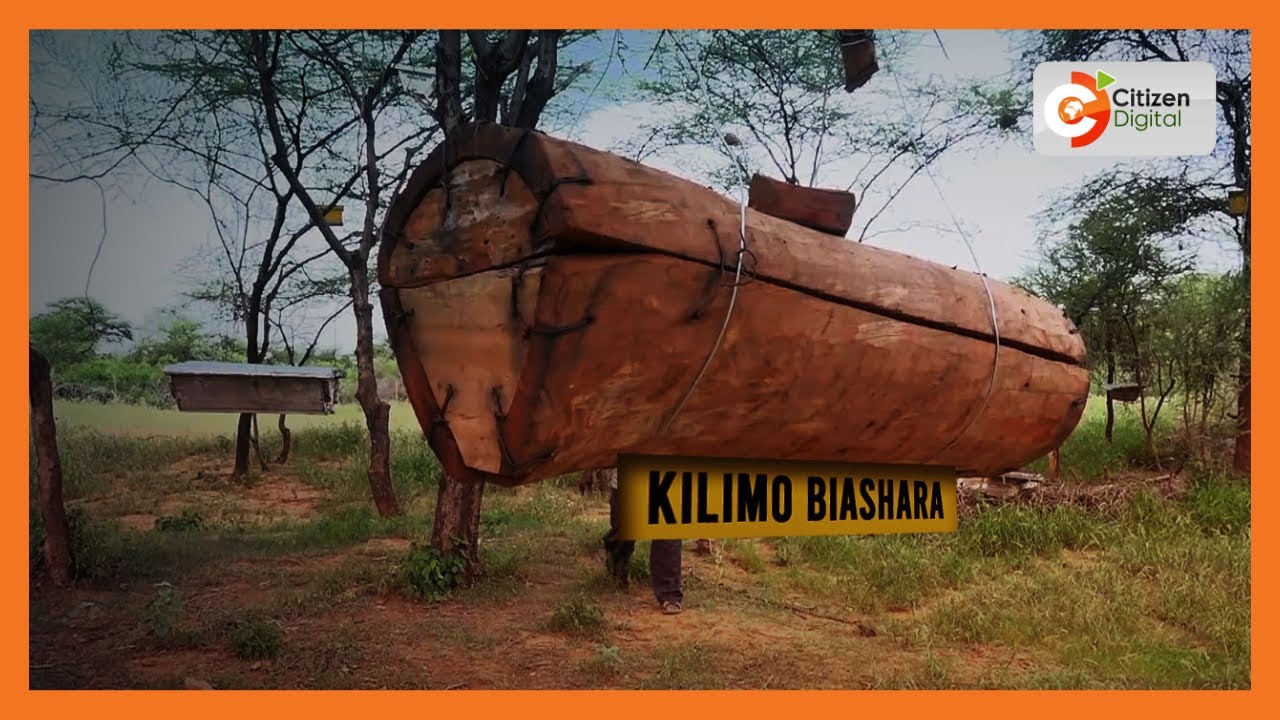 Kilimo Biashara | Wafugaji wa nyuki wamerejelea mizinga ya kitamaduni