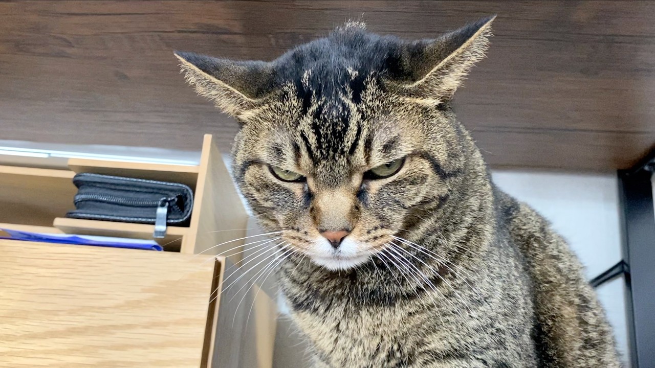 What happened when I tried to pet a ferocious cat's belly - YouTube