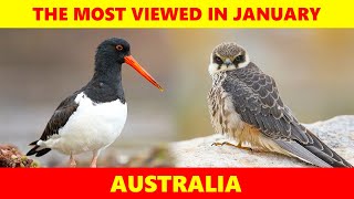 The 10 most sighted BIRDS in Australia in January 2024 by Birds & Sounds of Nature 237 views 3 months ago 7 minutes, 6 seconds