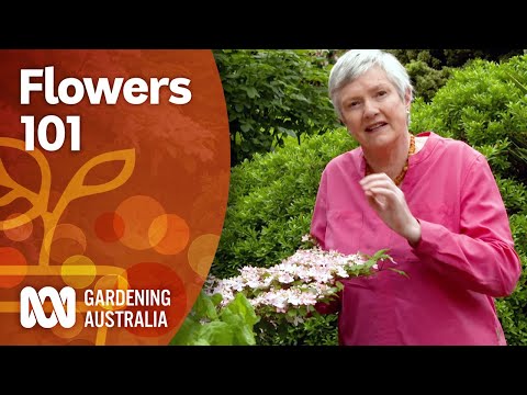 Video: Vad är en halvdubbelblomma: Identifiera en halvdubbelblomma i trädgården