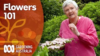Flowers 101 — An introduction to identifying plants by their inflorescence | Gardening Australia