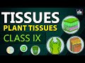 Plant tissues  tissues chapter class 9th biology  ncert class 9 cbse 9 biology syllabus