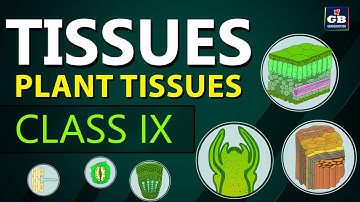 #Plant TISSUES | TISSUES chapter |Class 9th biology | Ncert class 9 |cbse 9 Biology syllabus