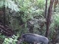 NZ Pig Dog Training School with Joshua Kauta NZ Pig Dog Training School with Joshua Kauta