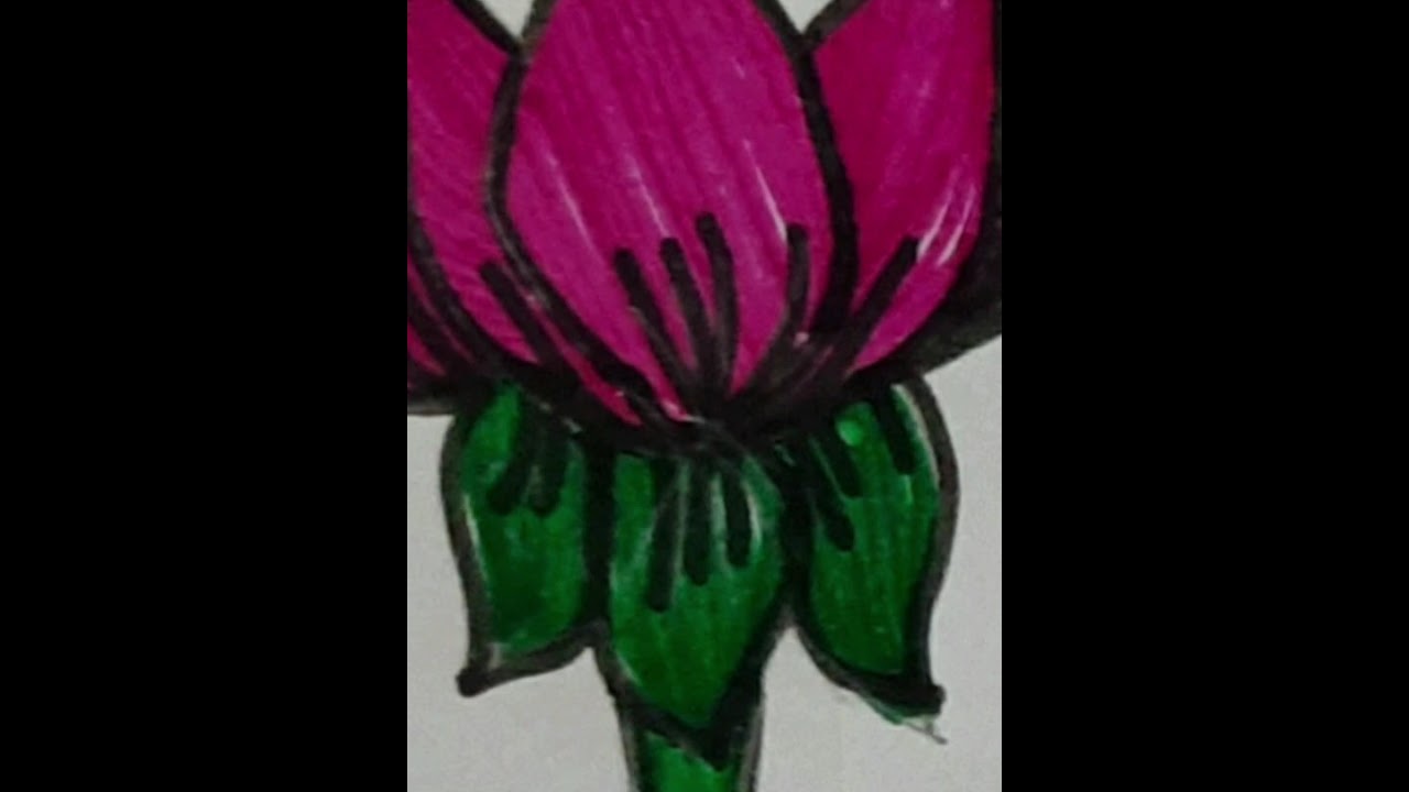 Easy Lotus flower drawing | Easy drawings for kids|