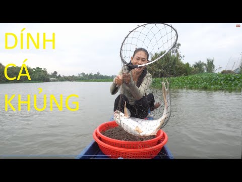 Video 686 / Giăng Câu Cá Tra Thử Bài Mồi Của Người Anh Tặng... - youtube