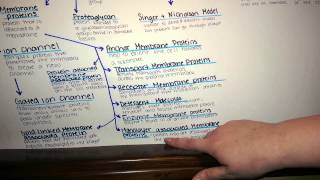 Plasma Membrane Concept Map