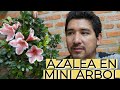 Azalea Mini Arbol / Azalea Mini Copa / Aprendiendo a Cuidar
